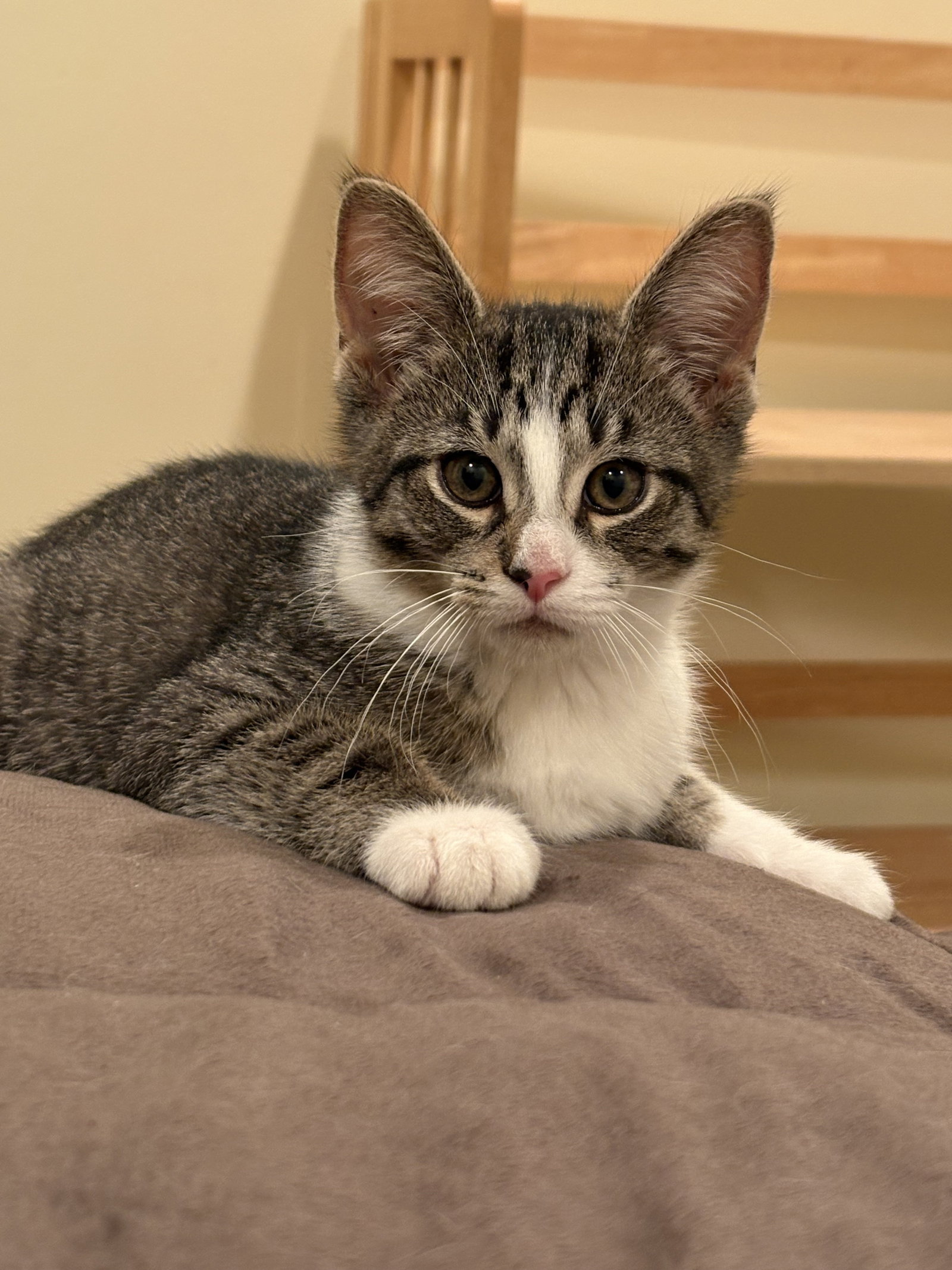 Captain Crunch (must be adopted with Fruit Loops), photo 2