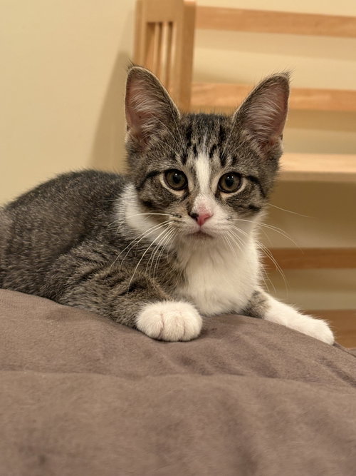 Photo 2 of Captain Crunch (must be adopted with Fruit Loops)