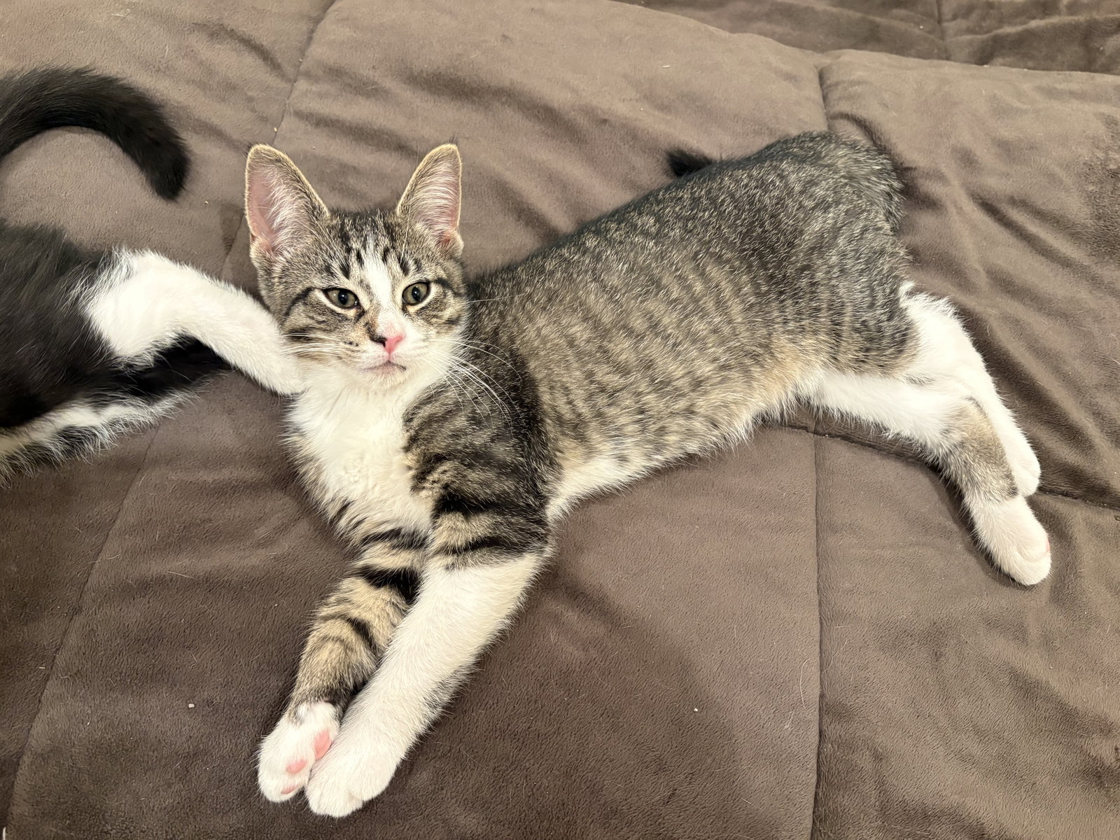 Captain Crunch (must be adopted with Fruit Loops), photo 3