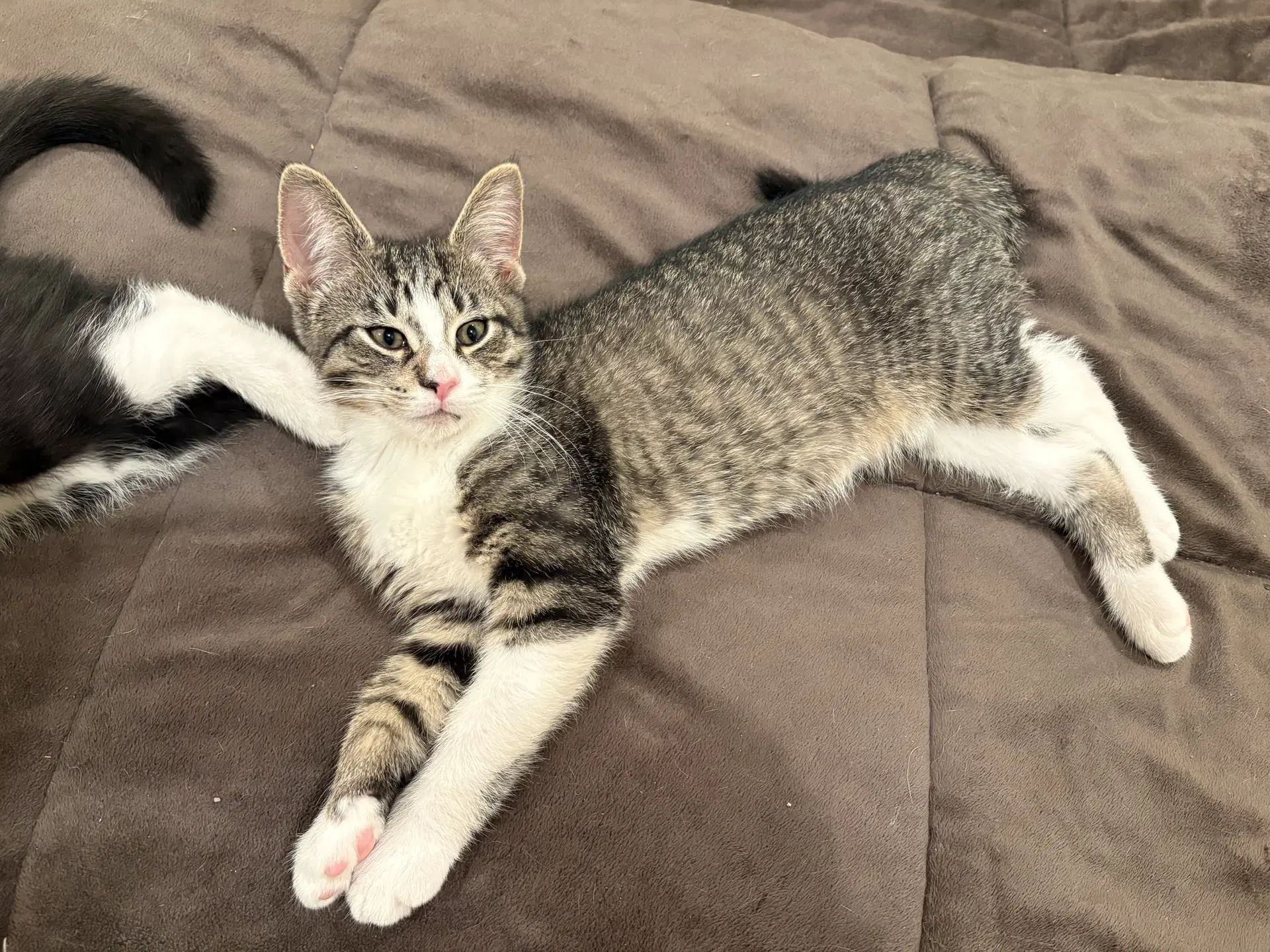 Captain Crunch Must Be Adopted With Fruit Loops image 3