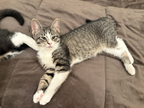 Photo 3 of Captain Crunch (must be adopted with Fruit Loops)