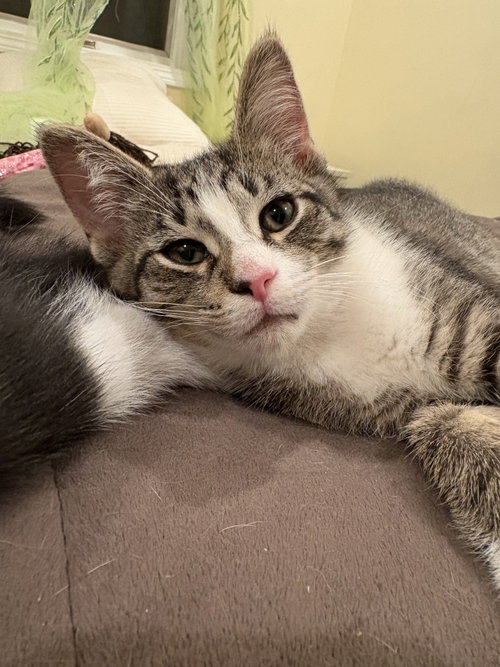 Photo 4 of Captain Crunch (must be adopted with Fruit Loops)
