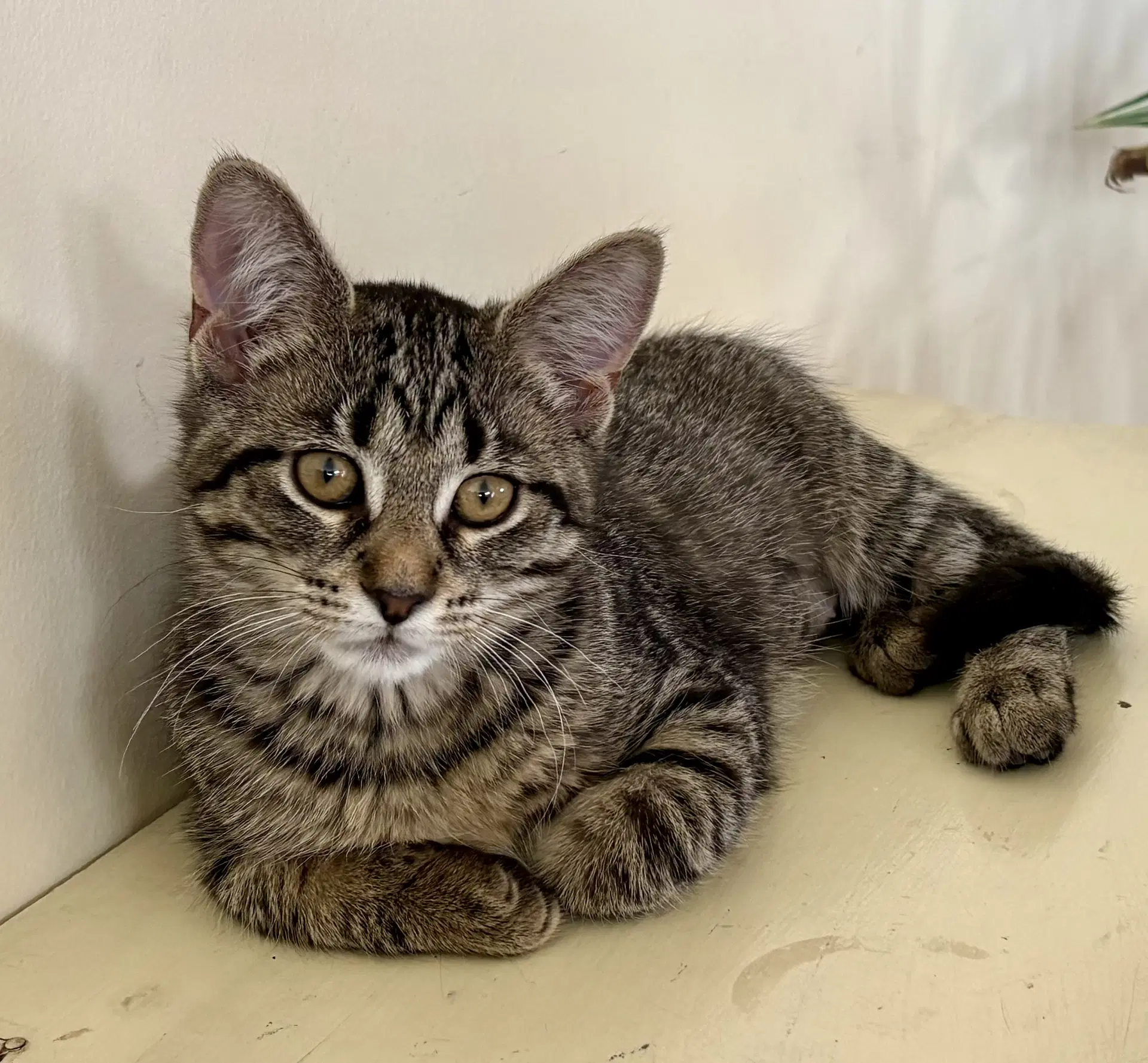 Fruit Loops Must Be Adopted With Captain Crunch - Domestic Short Hair