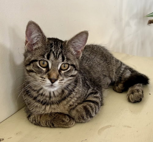 Fruit Loops (must be adopted with Captain Crunch), a cat for adoption from For The Love Of Cats Rescue And Adoption