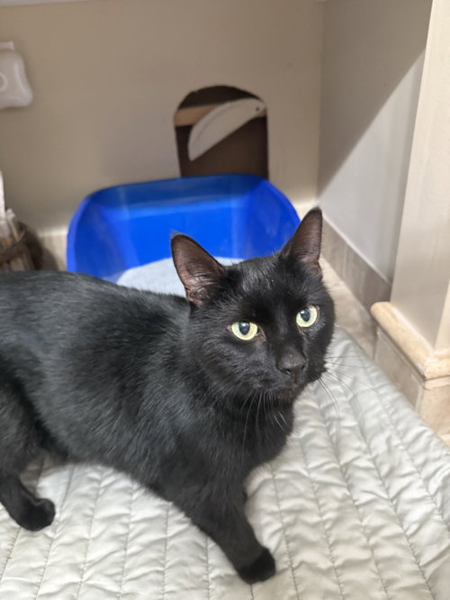 Kal, an adoptable Domestic Short Hair in Walled Lake, MI