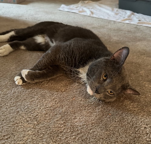 BuddyBoo, an adoptable Domestic Short Hair in Walled Lake, MI