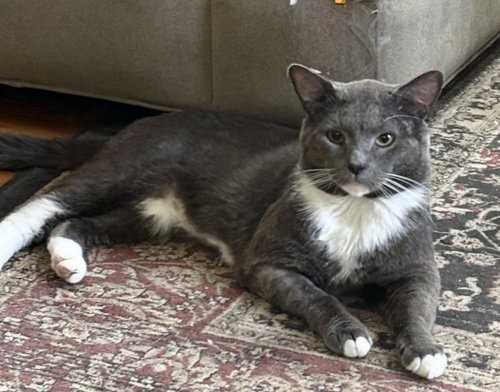 BuddyBoo, Adult Domestic Short Hair / Mixed, cat for adoption in Warren, Michigan