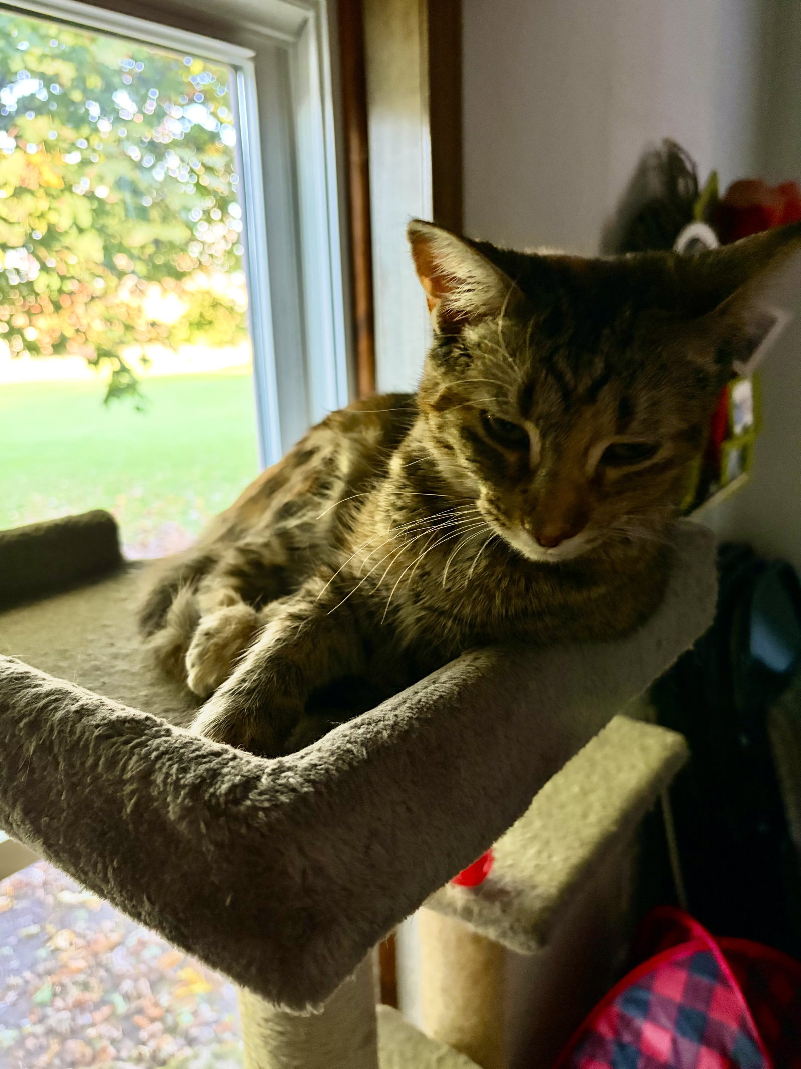 Karye, photo 8