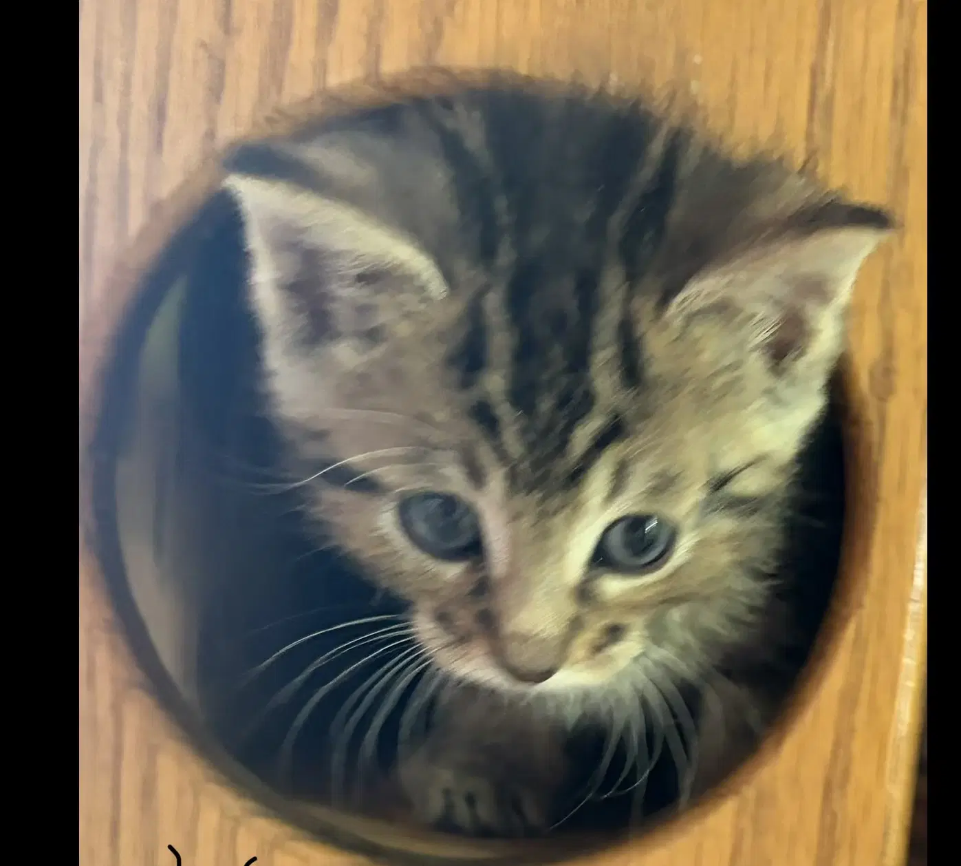 Huntley - Domestic Medium Hair