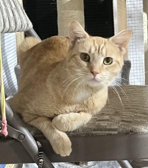 picture of the cat needing adoption