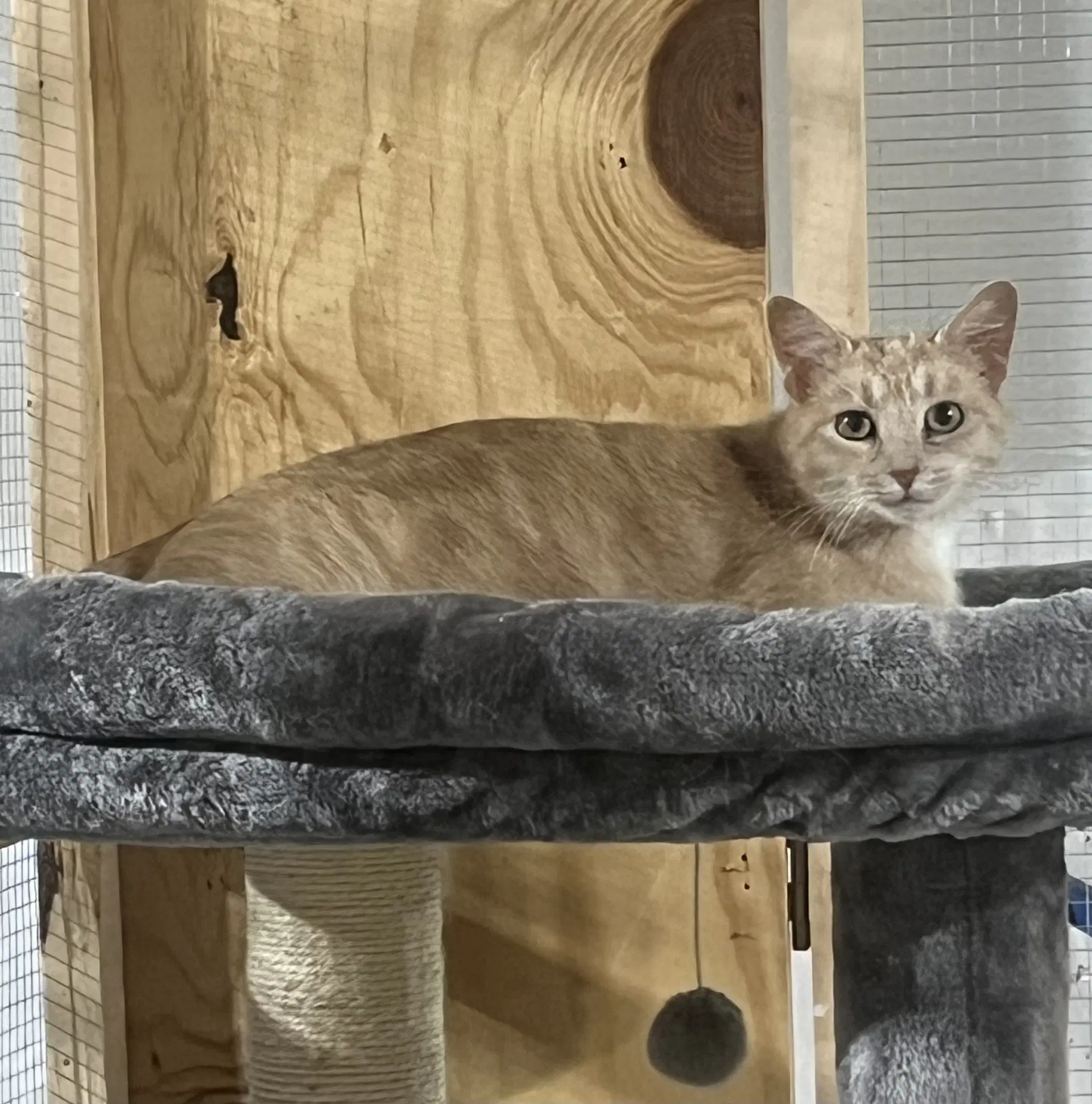 Reya - Domestic Short Hair