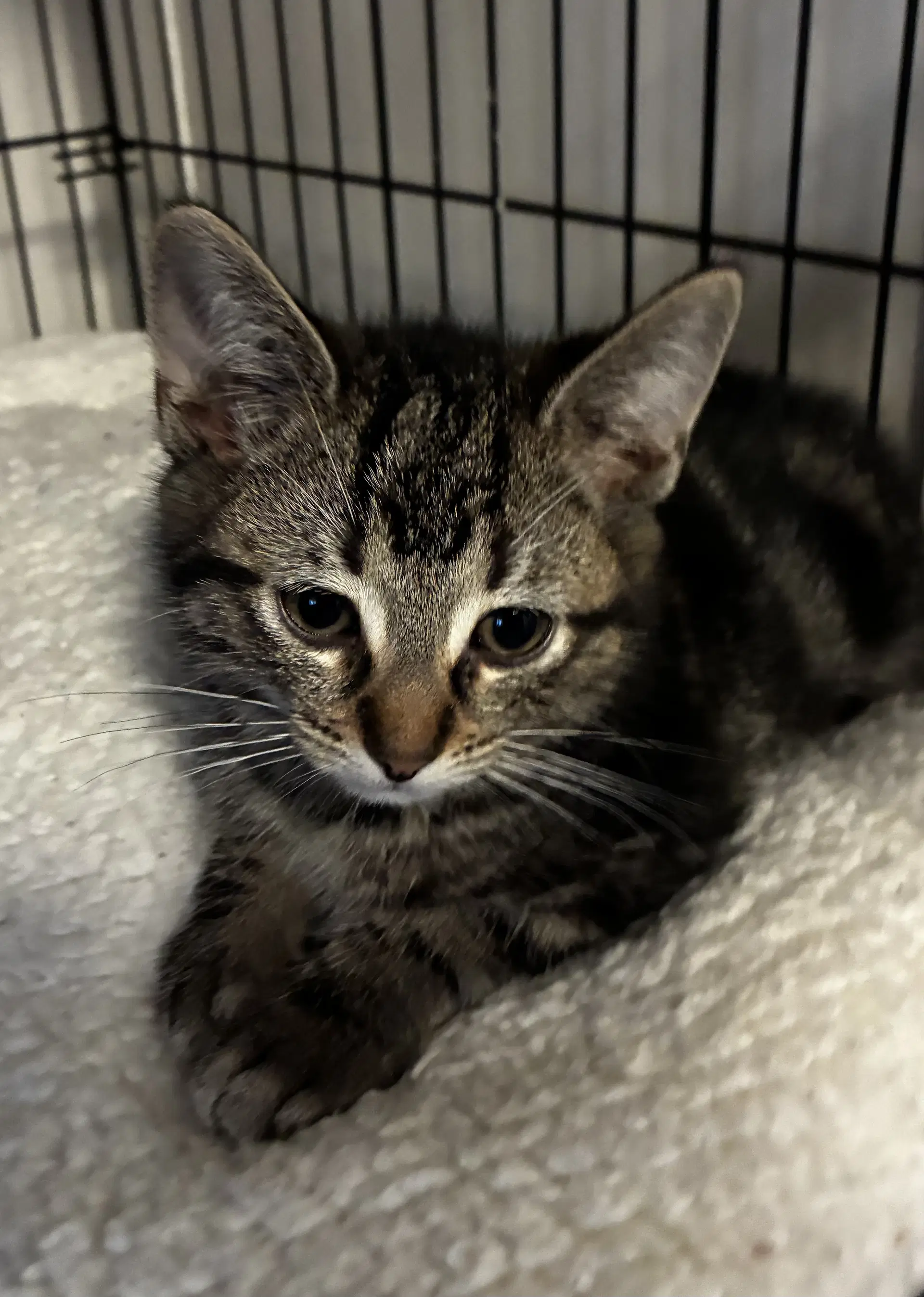 Marble - Domestic Short Hair