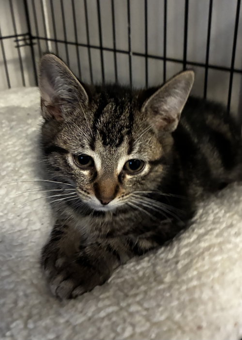 Marble, a cat for adoption from For The Love Of Cats Rescue And Adoption