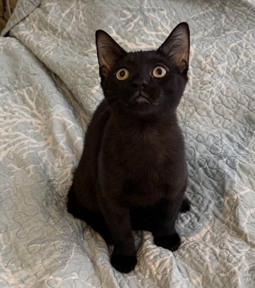 Skat, a cat for adoption from For The Love Of Cats Rescue And Adoption