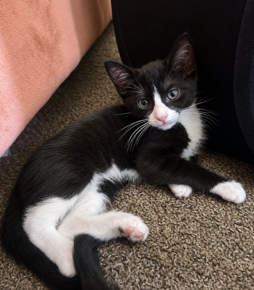 Rook, a cat for adoption from For The Love Of Cats Rescue And Adoption