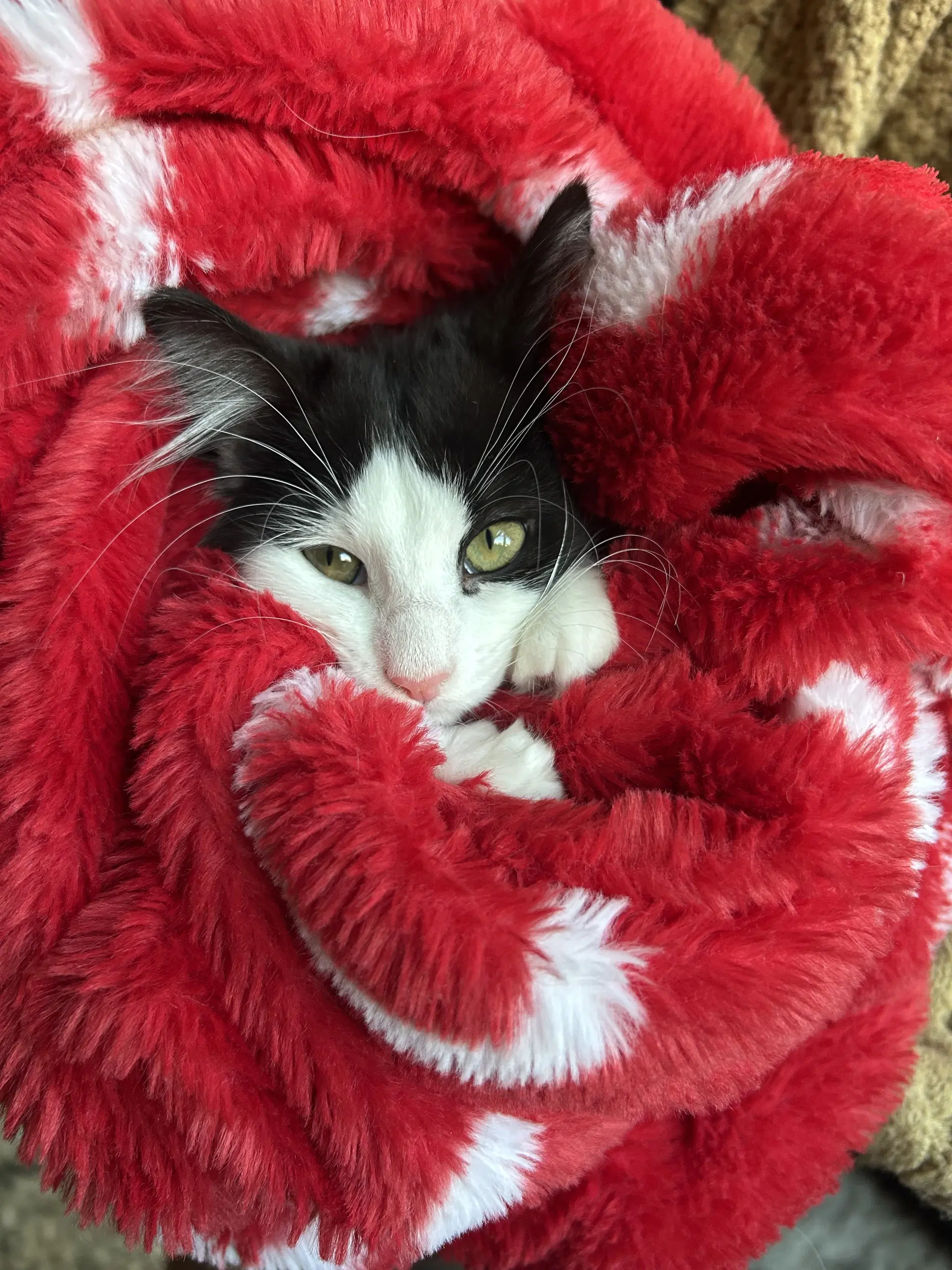 Bettie - Domestic Medium Hair