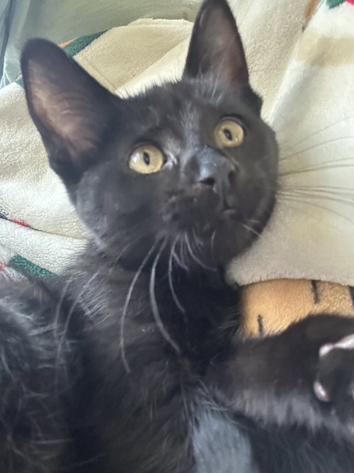 Rebekah, an adoptable Domestic Short Hair in Walled Lake, MI