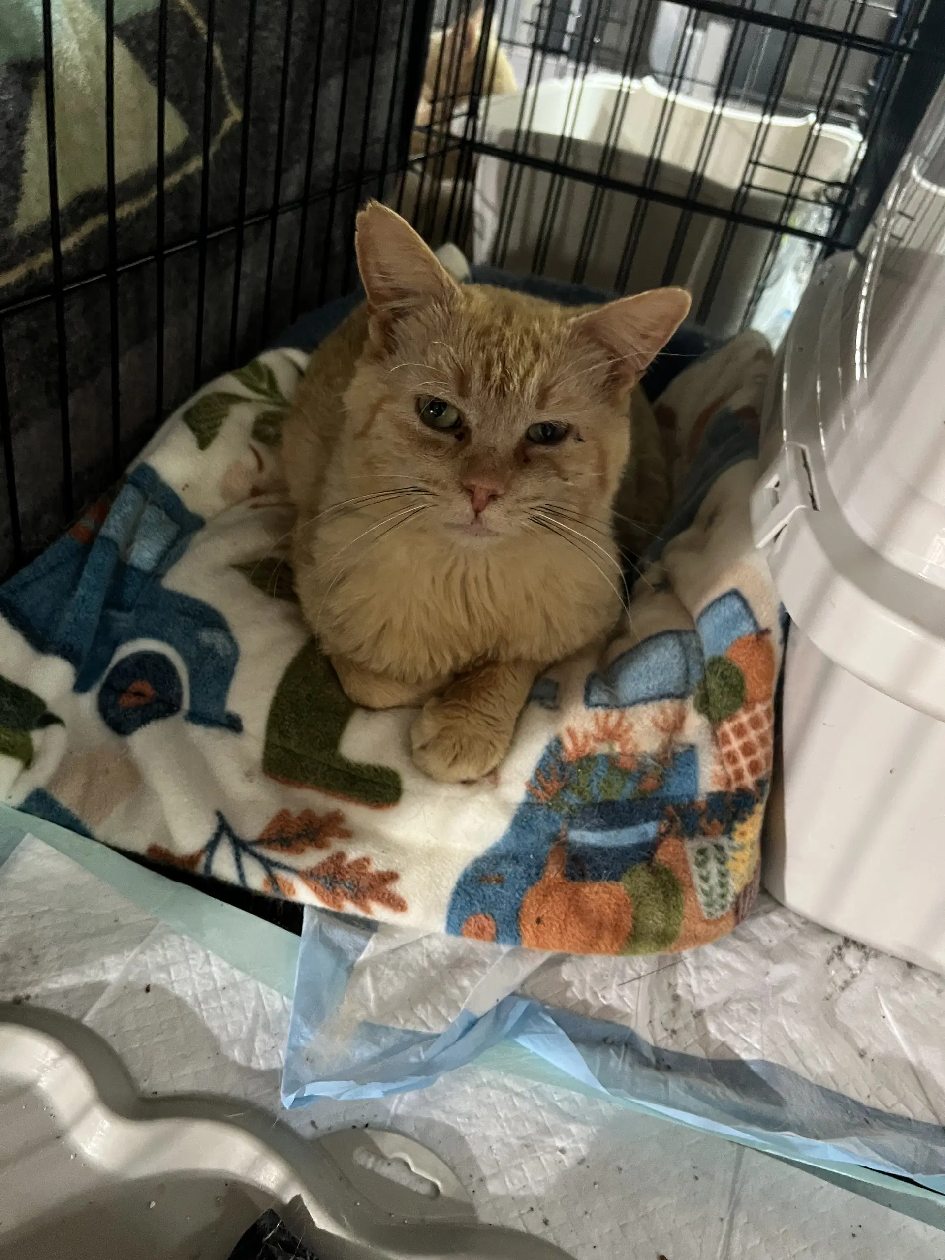 Johnny Cash - Domestic Short Hair