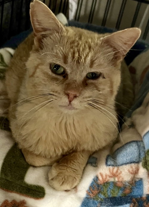 Johnny Cash, a cat for adoption from For The Love Of Cats Rescue And Adoption