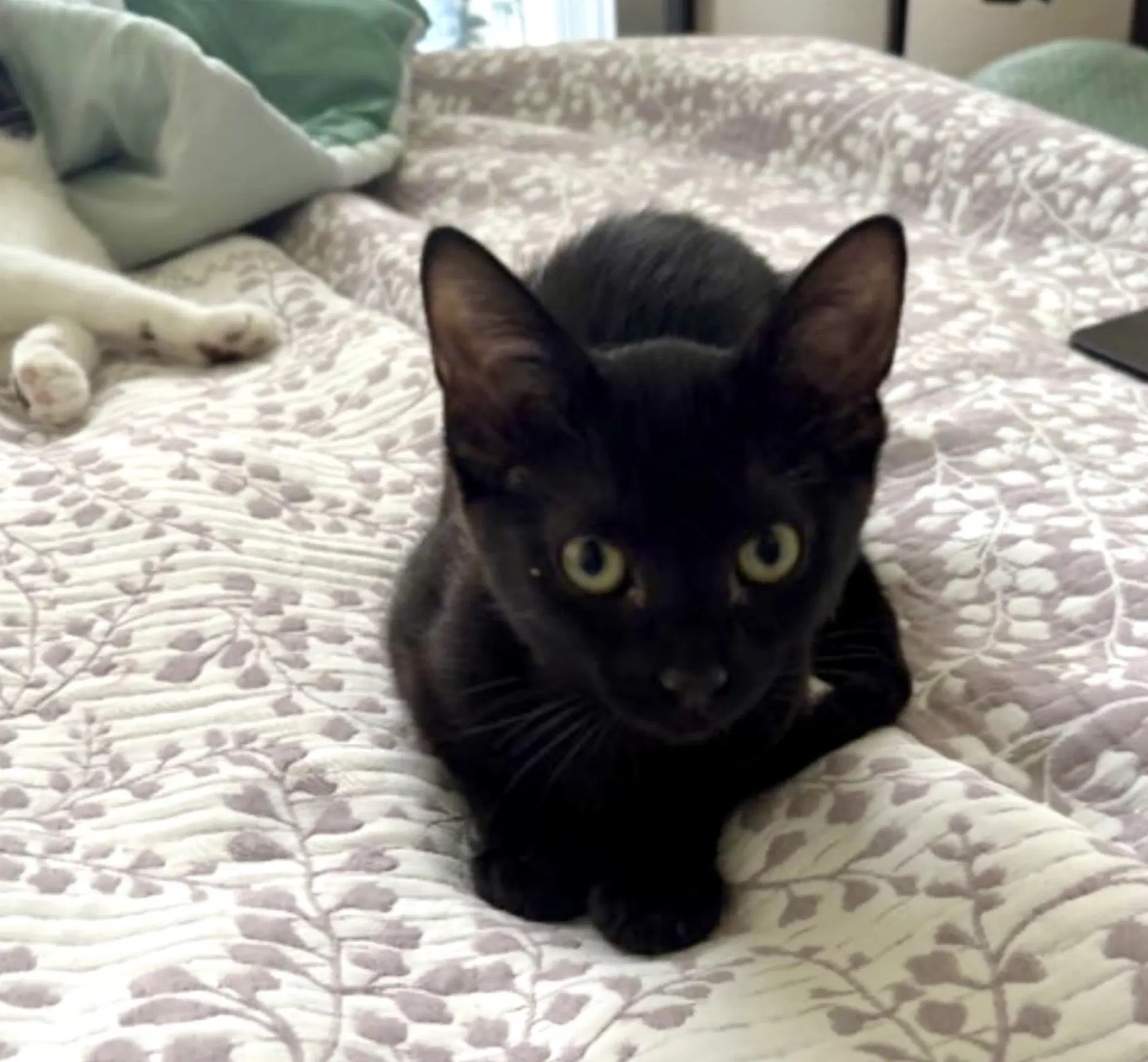 Hermione image 2