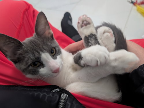 Ozcar, Baby Domestic Short Hair (short coat), cat for adoption in Warren, Michigan