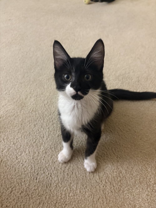 Peppers (must be adopted with Ingrid), an adoptable Domestic Short Hair in Walled Lake, MI