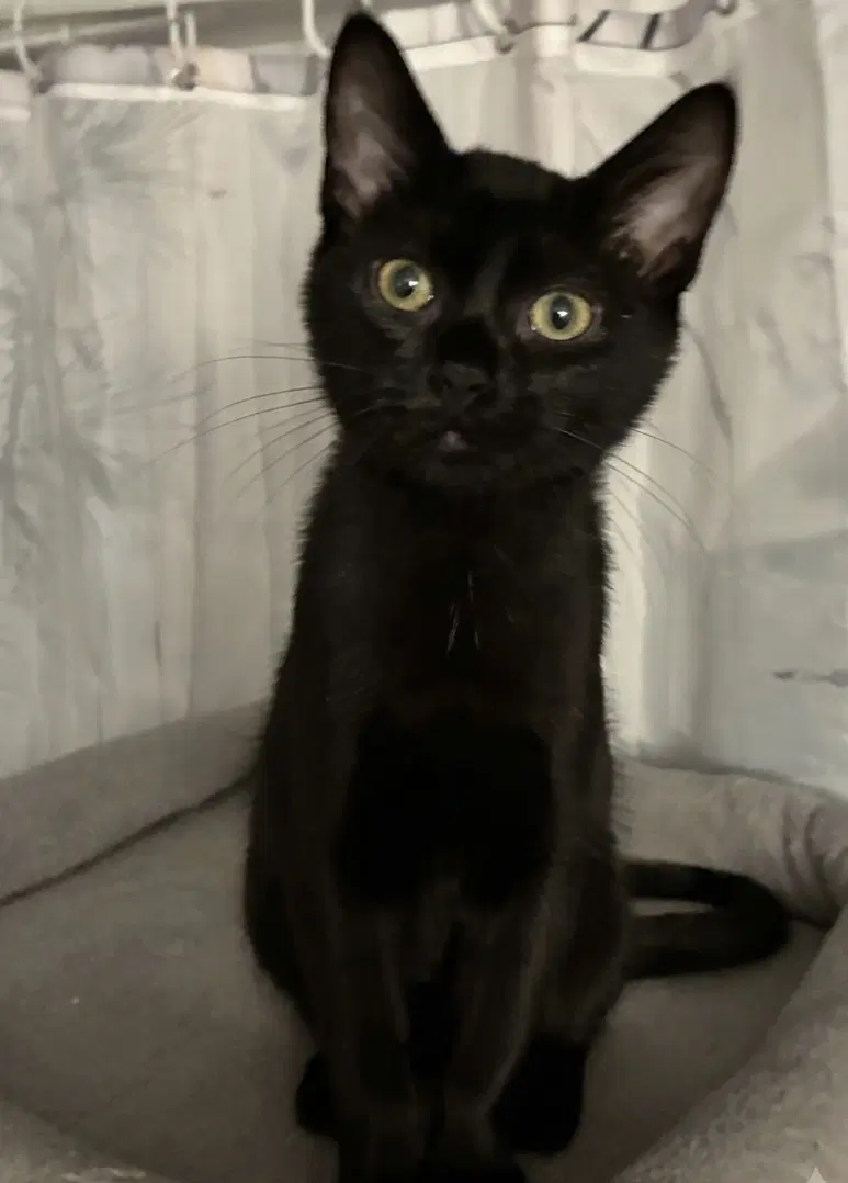 Banneker - Domestic Short Hair