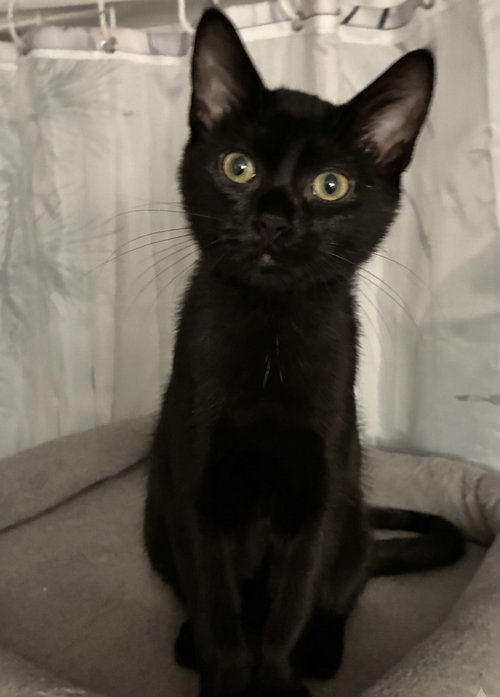 Banneker, a cat for adoption from For The Love Of Cats Rescue And Adoption