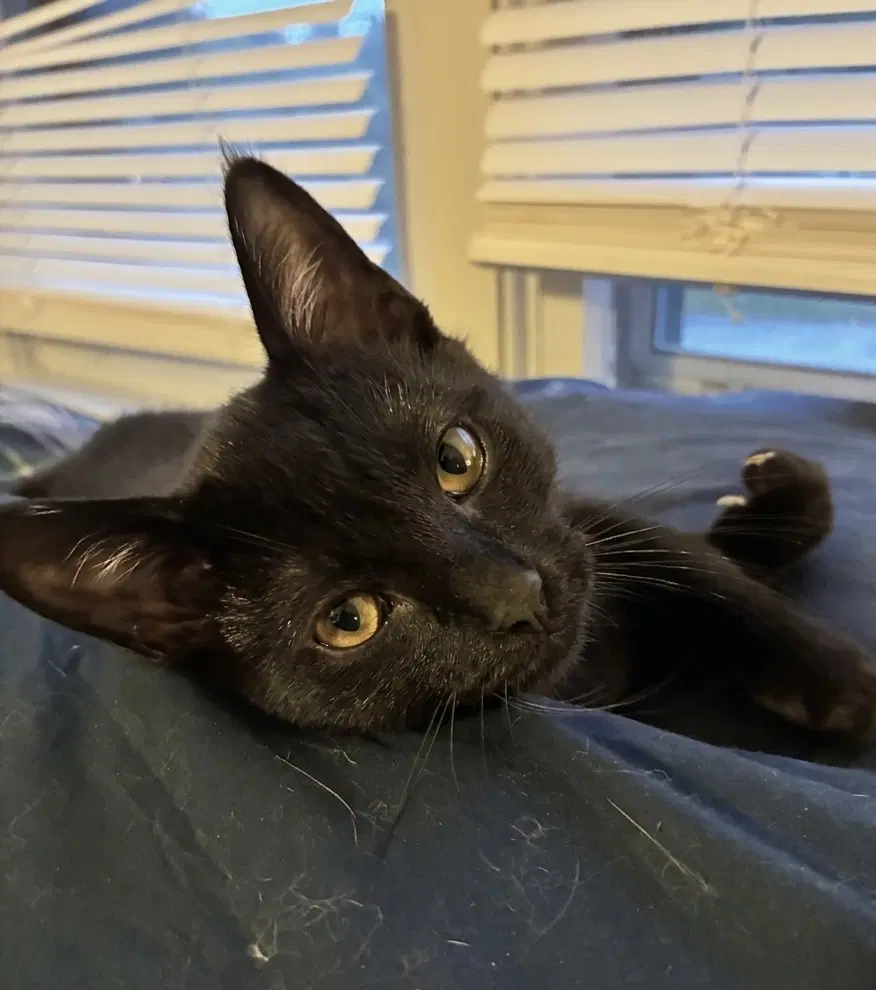 Harriet - Domestic Short Hair