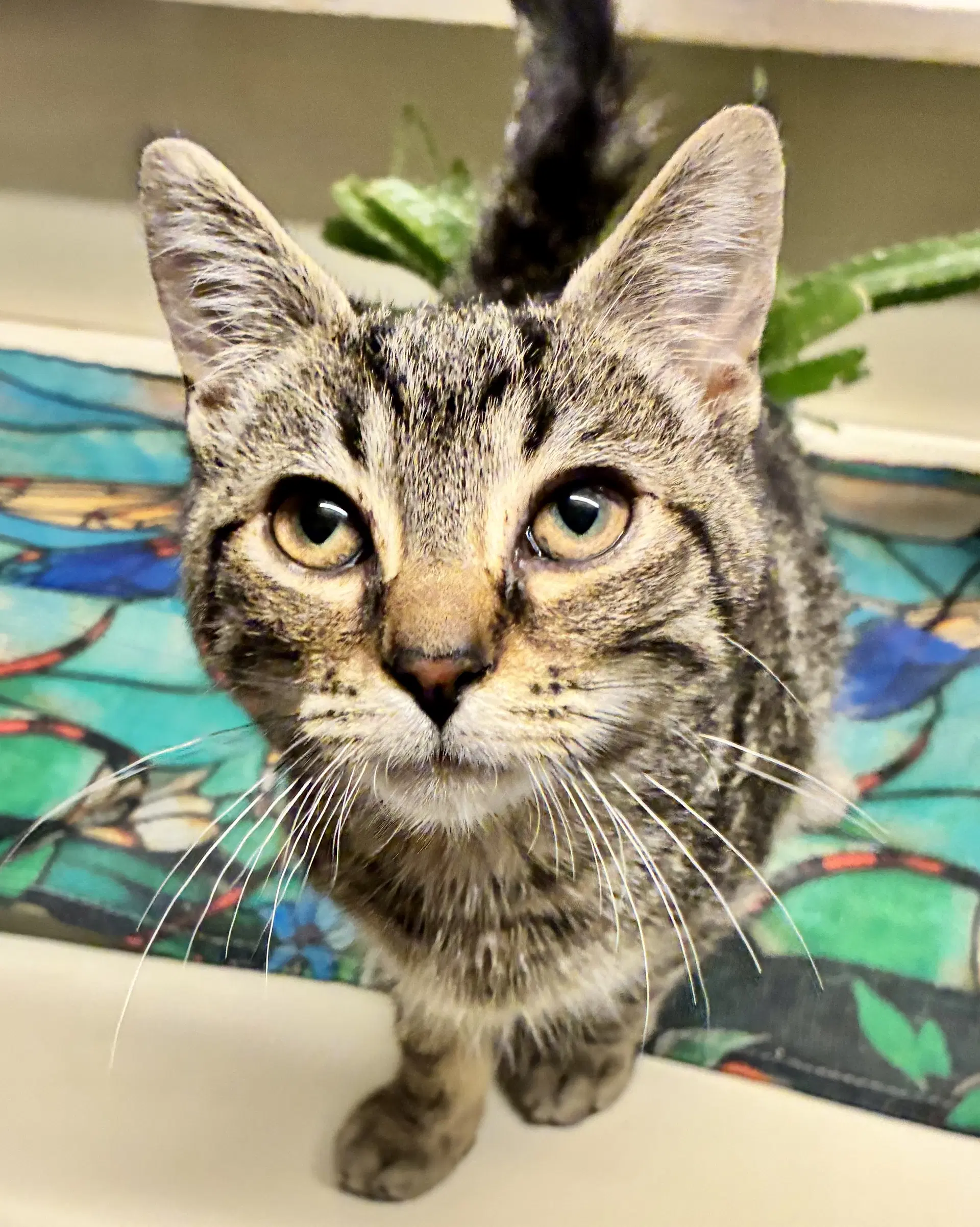 Clara - Domestic Short Hair