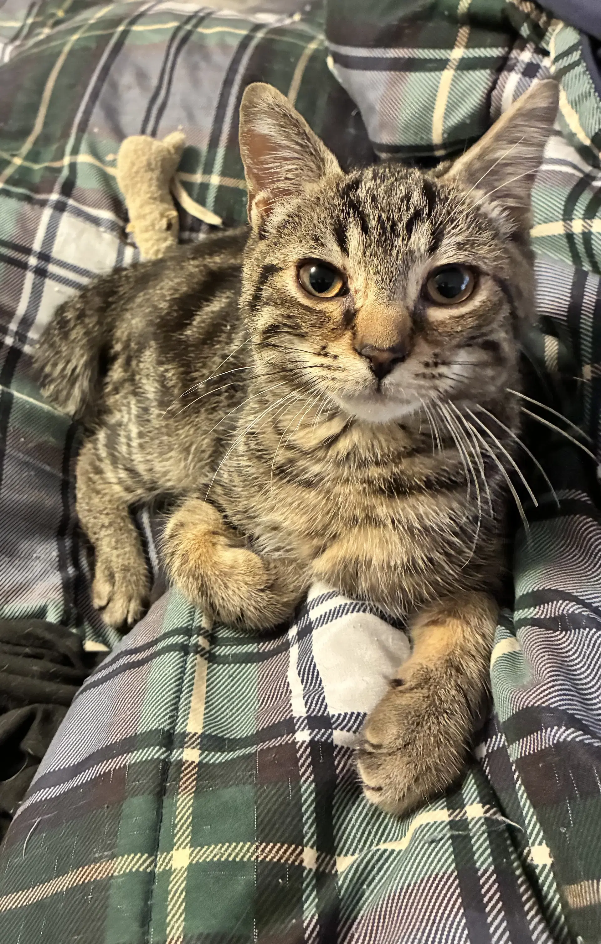 Linccoln - Domestic Short Hair