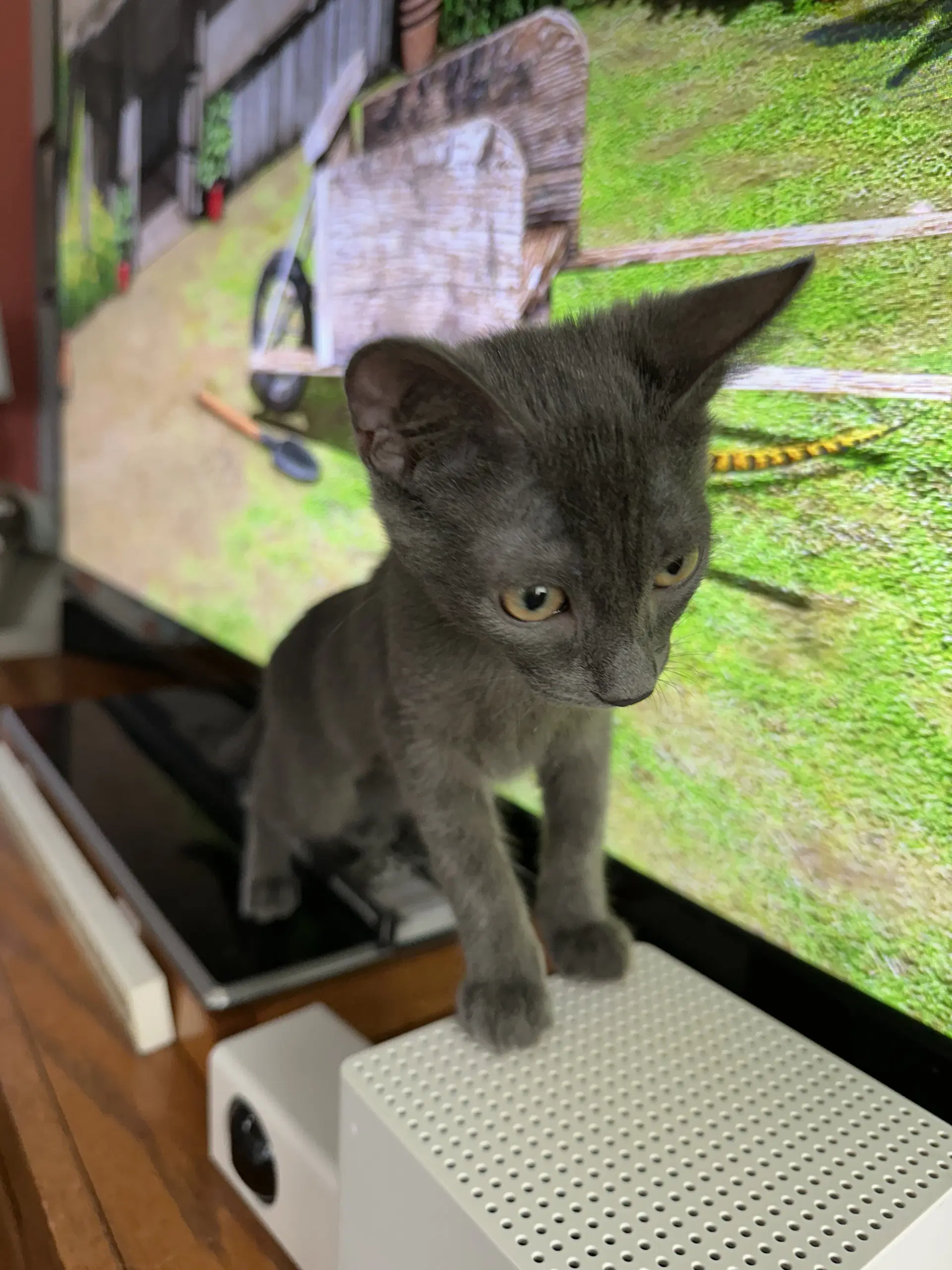 Ceecee - Domestic Short Hair