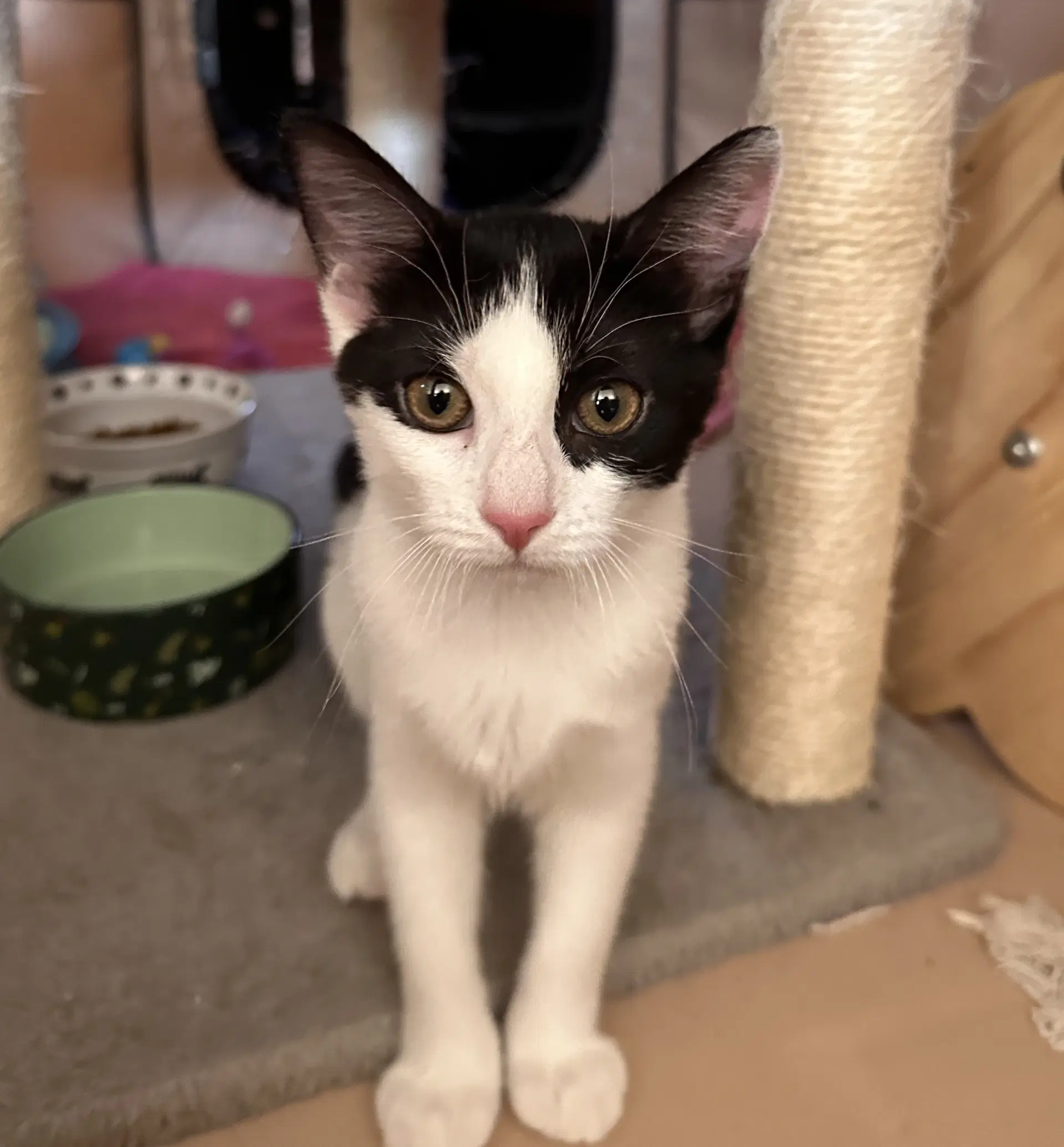 Billiejean - Domestic Short Hair