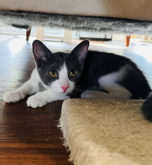 DarlaMay, a cat for adoption from For The Love Of Cats Rescue And Adoption