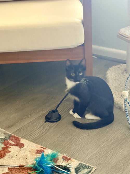 Photo 5 of Carlos (MUST BE ADOPTED WITH ZIGGY MONSTER)