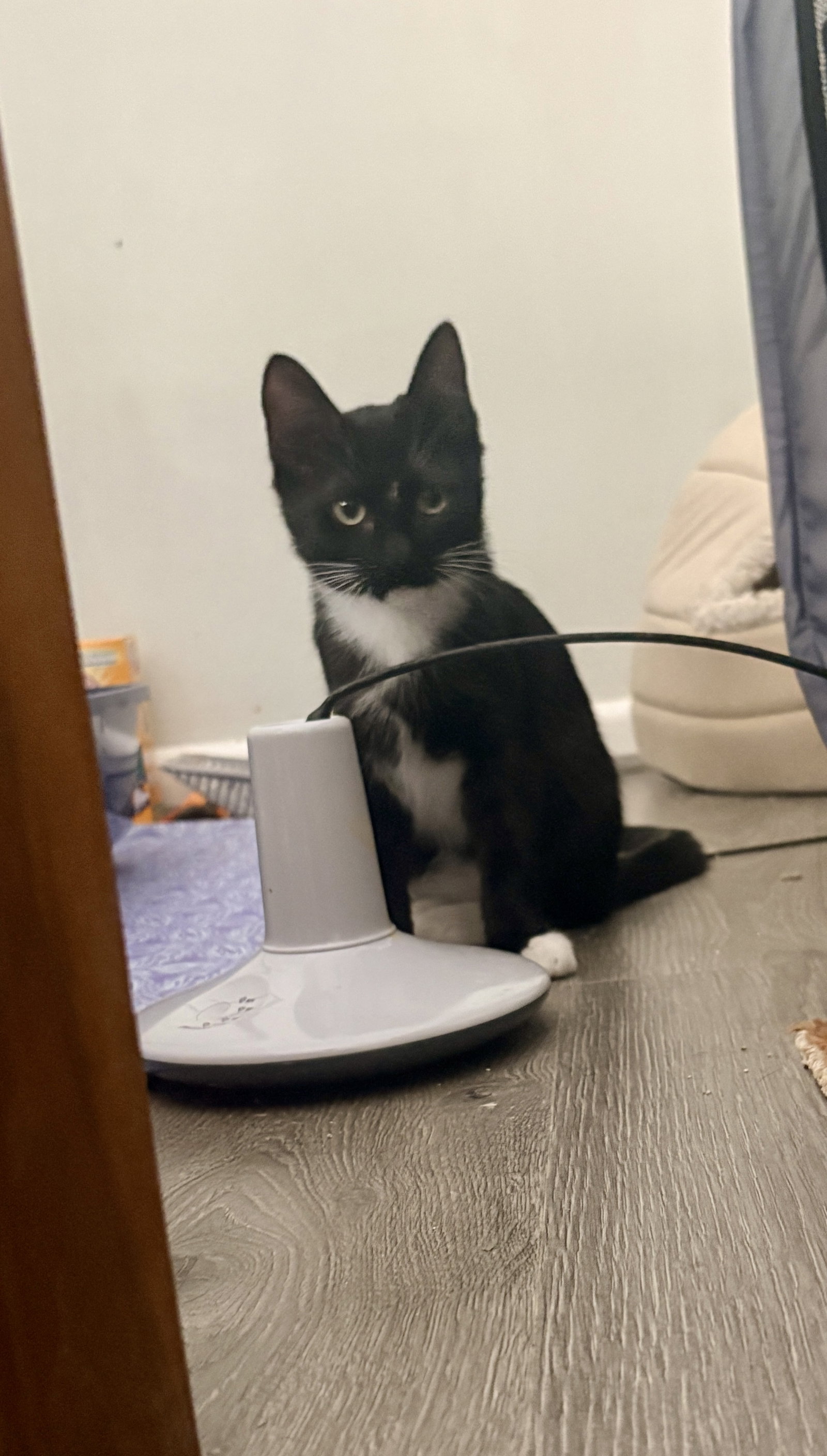 Carlos (MUST BE ADOPTED WITH ZIGGY MONSTER), photo 4