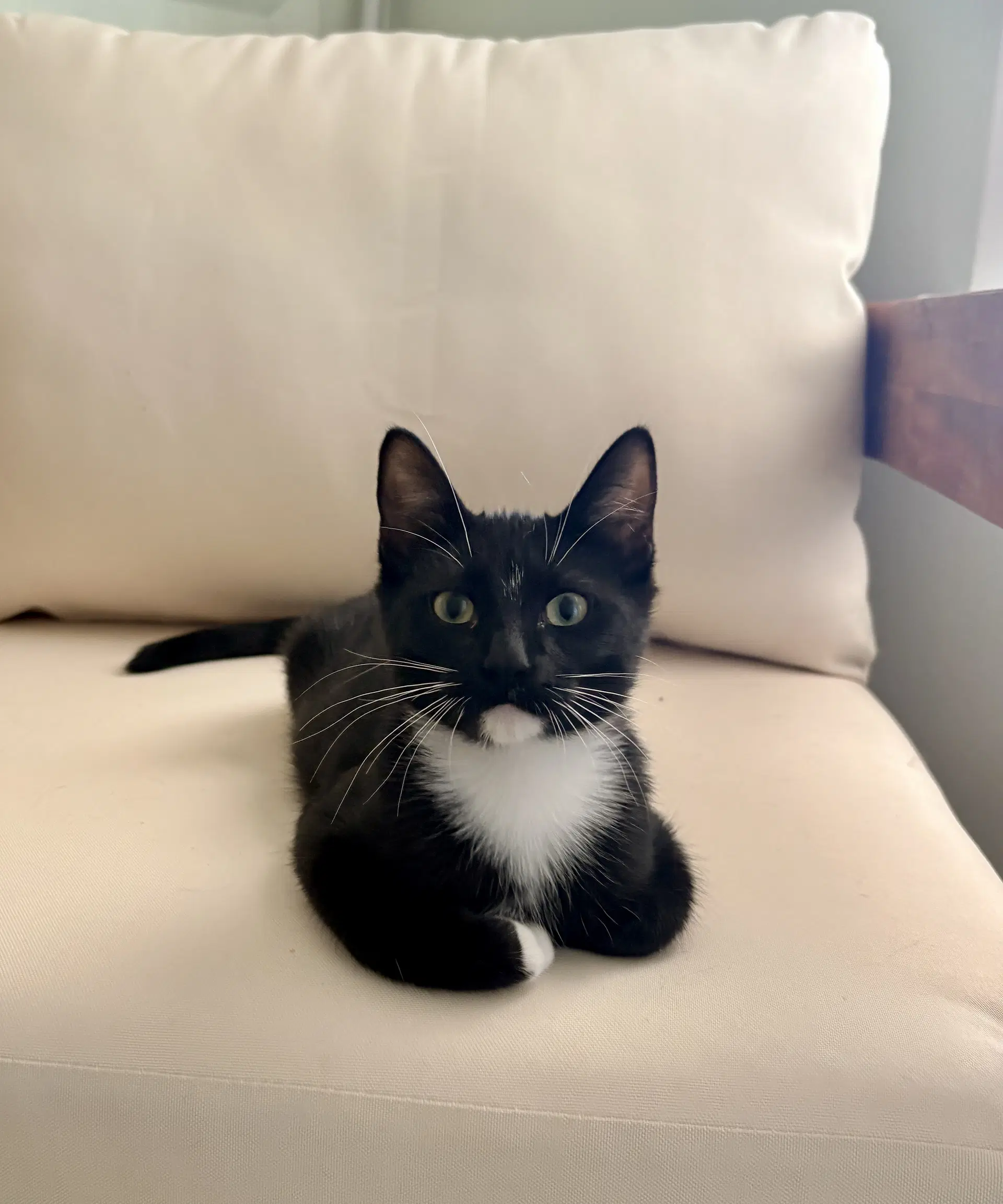 Carlos Must Be Adopted With Ziggy Monster image 2