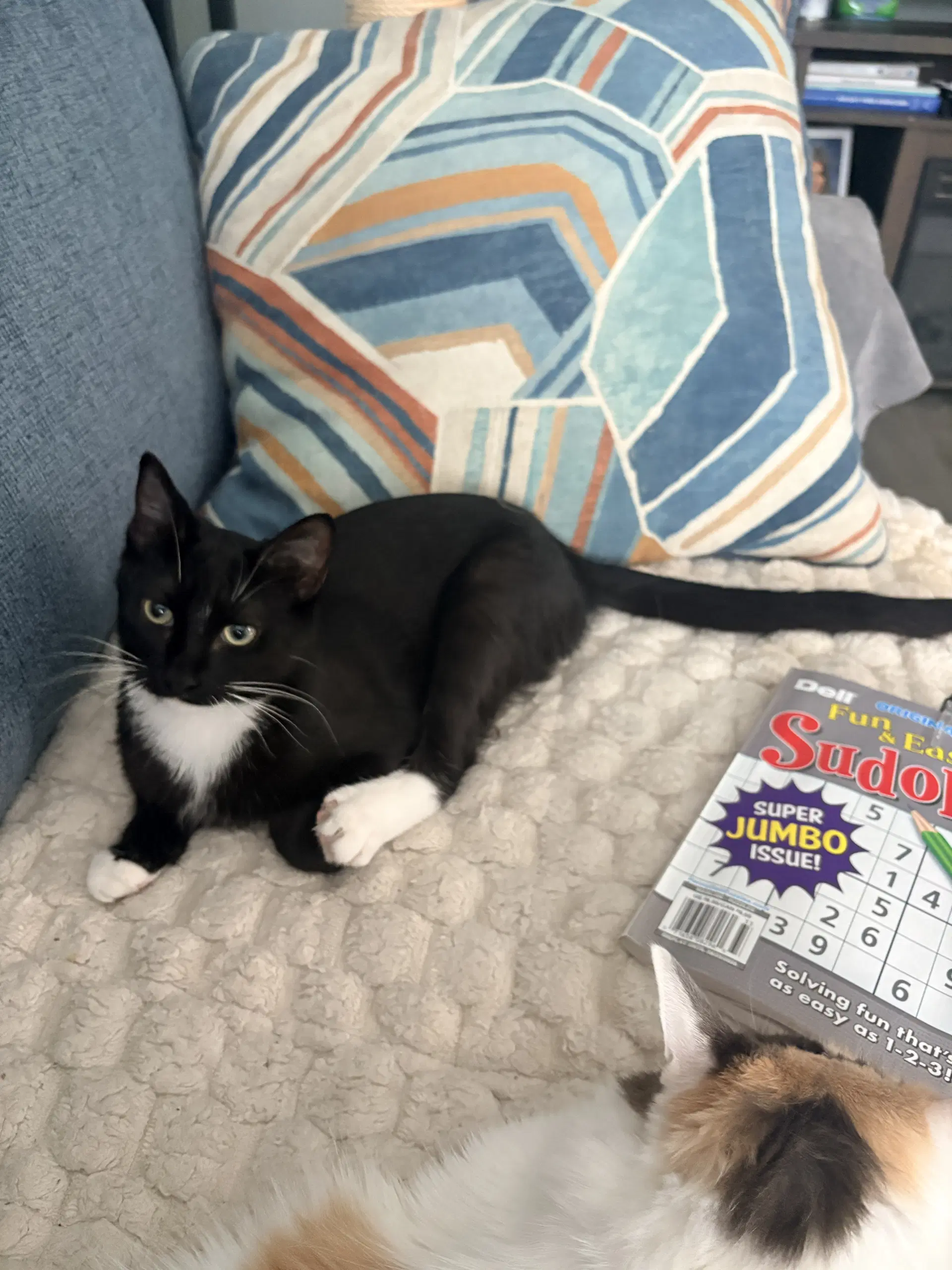 Carlos Must Be Adopted With Ziggy Monster - Domestic Short Hair
