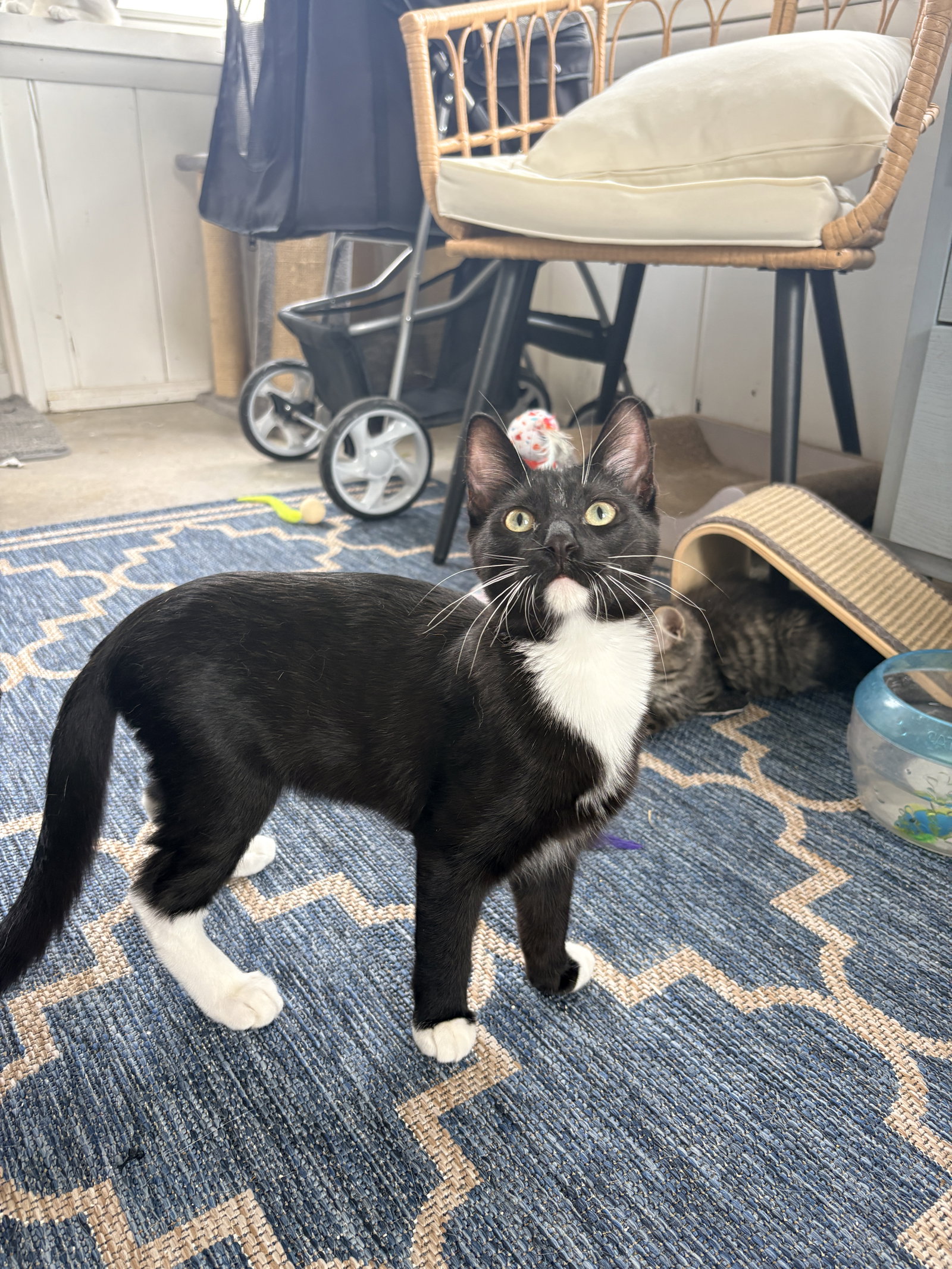 Carlos (MUST BE ADOPTED WITH ZIGGY MONSTER), photo 7