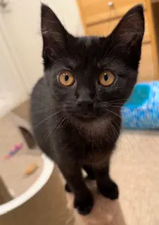 Mary Joe - Domestic Short Hair