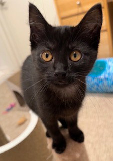 Photo 3 of Mary Joe (MUST BE ADOPTED WITH SPERRY)