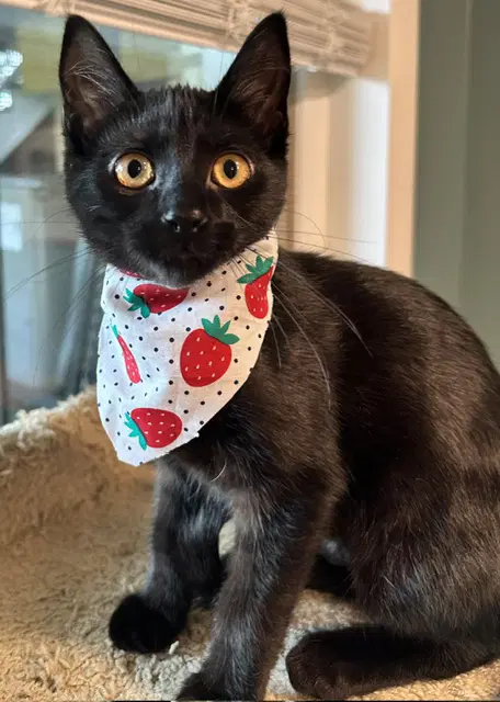 Mary Joe Must Be Adopted With Sperry - Domestic Short Hair
