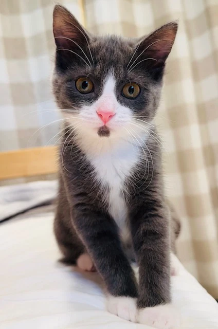 Sperry Must Be Adopted With Mary Joe