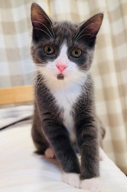 Sperry (MUST BE ADOPTED WITH MARY JOE), a cat for adoption from For The Love Of Cats Rescue And Adoption