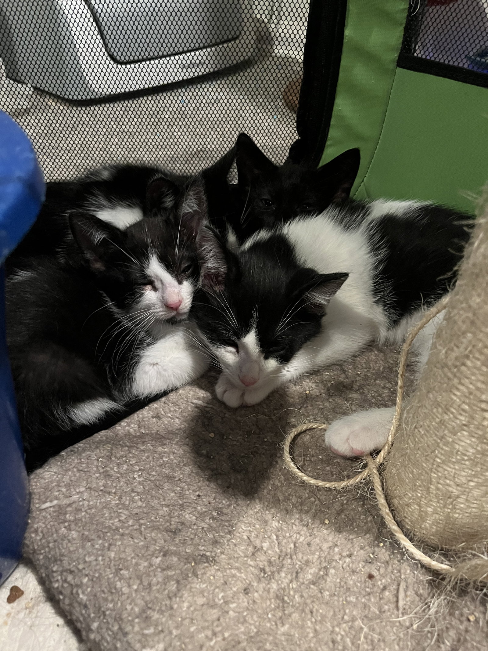 Kix, photo 3