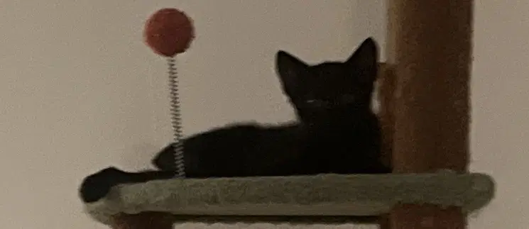 Kix - Domestic Short Hair