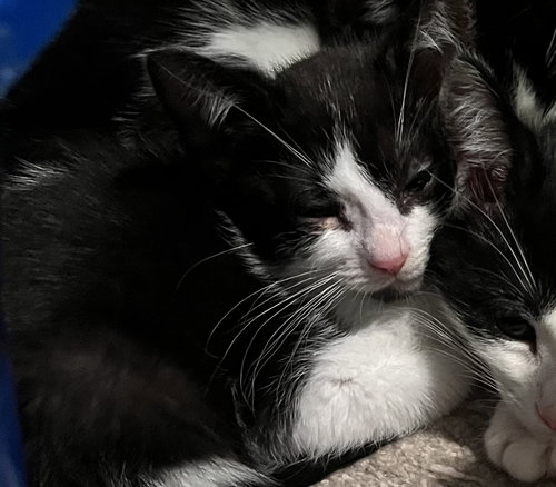 Frosted Flakes, a cat for adoption from For The Love Of Cats Rescue And Adoption