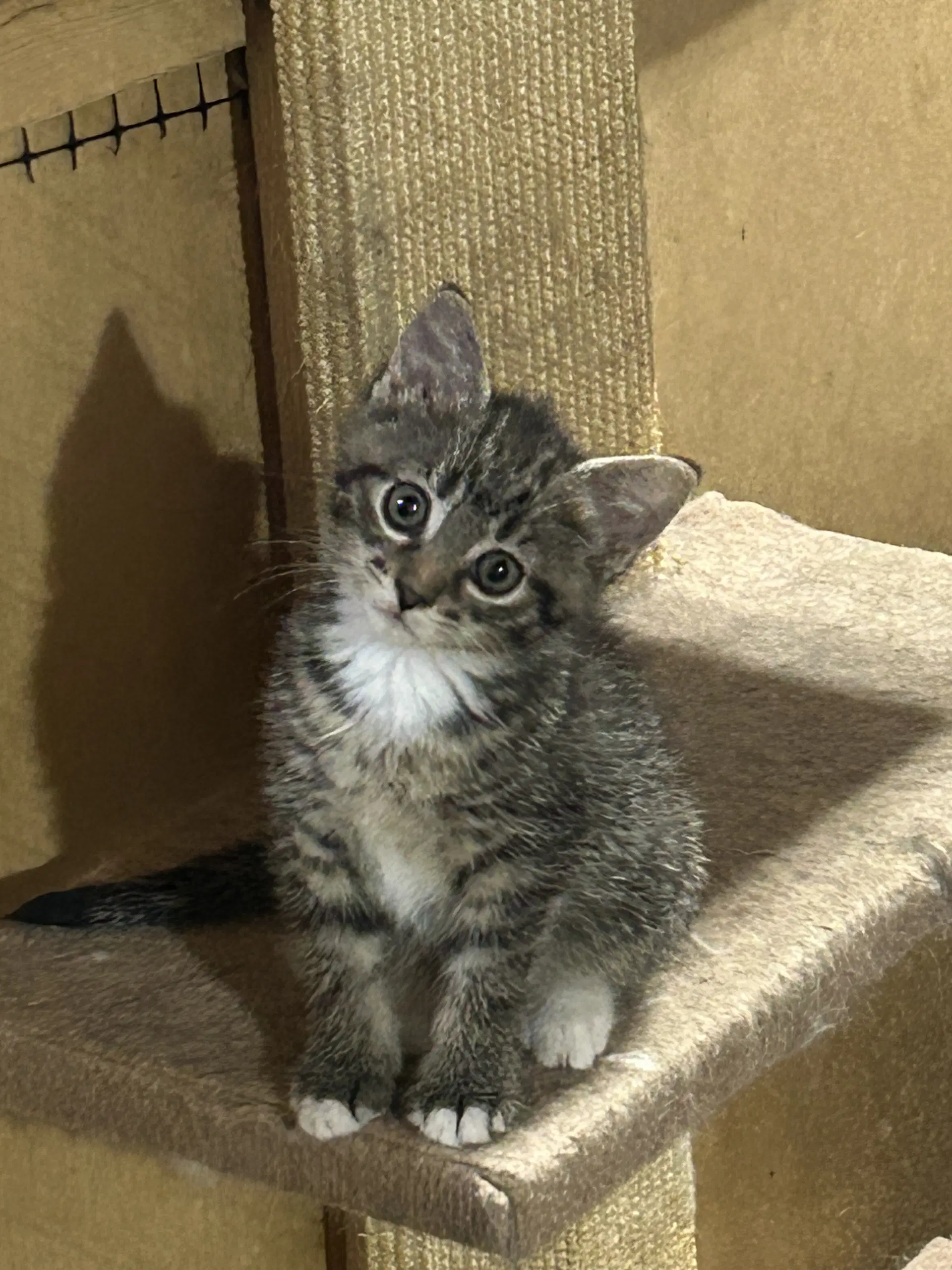 Tansy - Domestic Short Hair