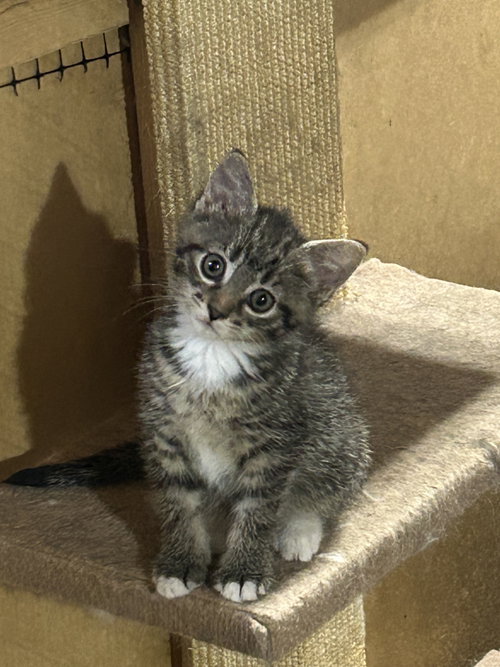 Tansy, a cat for adoption from For The Love Of Cats Rescue And Adoption
