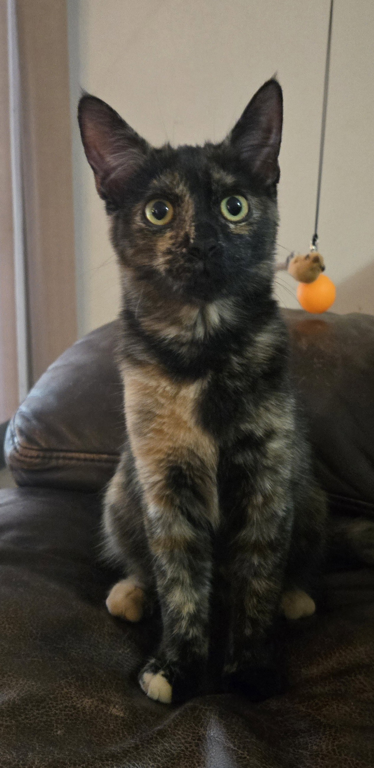 Addison